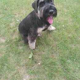 Giant Schnauzer Puppies from House of Roth Giant Schnauzers