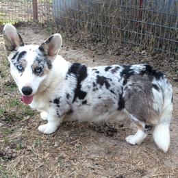 Rory  - Cardigan Welsh Corgi
