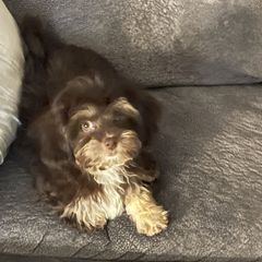 Bella - Shichon