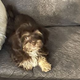 Bella - Shichon