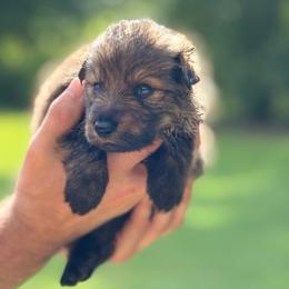Pink collar - Sable female German Shepherd puppy in Phenix City, Alabama from Black Rose Shepherds