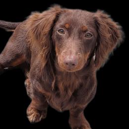 Jessie - Dachshund