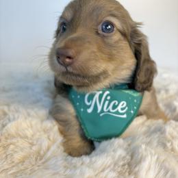 Dachshund Puppies from The Dach House