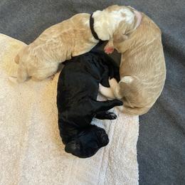 Bernedoodle Puppies from TJ SA Bernedoodles