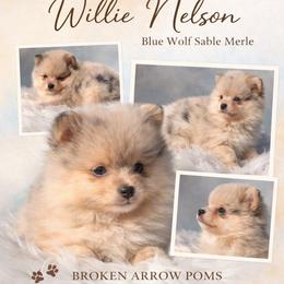 Willie Nelson - Blue merle male Pomeranian puppy in Sandia, Texas from Broken Arrow Poms