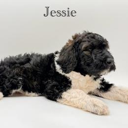 Jessie - Parti female Goldendoodle puppy in Milford, Pennsylvania from Doodles Are Golden