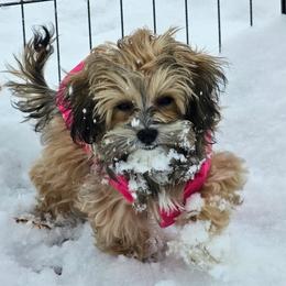 Aussiedoodle, Cockapoo, and Havapoo All Grown Up from Kaitlen Wood