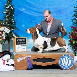 Basset Hound and Pembroke Welsh Corgi All Grown Up from 4 Sail Quarter Horses and Corgis