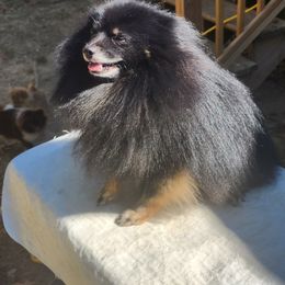 Kona - Pomeranian