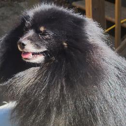 Kona - Pomeranian