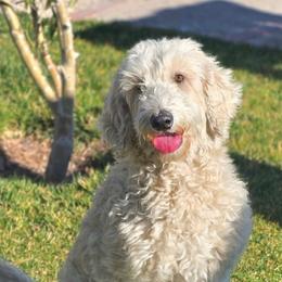 Daisy Doodle - Goldendoodle