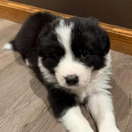Rambler - Black and white male Border Collie puppy in Lakeview, Michigan from Haven Creek Farm