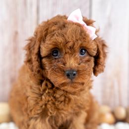 Daisey - Red female Cavapoo puppy in Erda, Utah from Country Lane Doodles