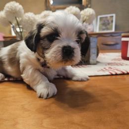 Girl 5 - Tricolor female Shih Tzu puppy in Memphis, New York from Cross Lake King Cavs
