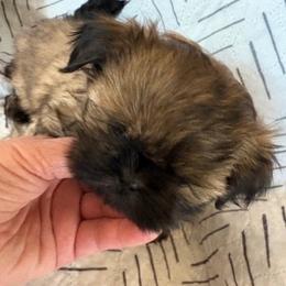 Figgy - Brindle and white male Shih Tzu puppy in Modoc, Kansas from Karla Sauer