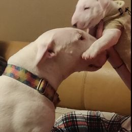 Bull Terrier Puppies from Unforgetable Bull Terriers