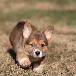 Bella - Sable female Pembroke Welsh Corgi puppy in Morgantown, Pennsylvania from Goldstar Puppies (License Number 18519)