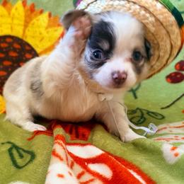 Stuart - White male Chihuahua puppy in Seneca, Missouri from Stephanie’s Puppy Colony