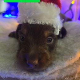 Ray - Chocolate male Dachshund puppy in Poplarville, Mississippi from T's Kennel