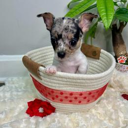 Europa - Merle female Chihuahua puppy in Winston Salem, North Carolina from LaythStone