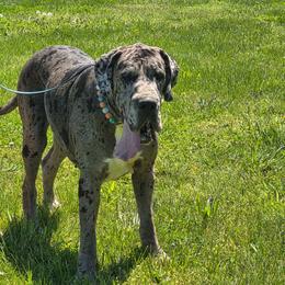 Cami - Great Dane