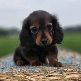 Ruby is 4000dollars - Red female Dachshund puppy in Crystal, Michigan from Mare-bella Dachshunds