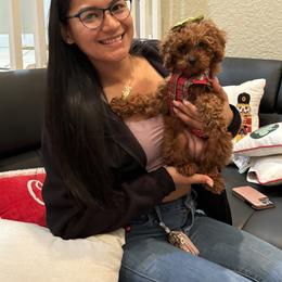 Poodle Puppies from Poodles 4 Life