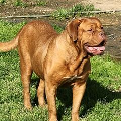 Azra - Dogue de Bordeaux