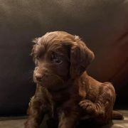 Boykin Spaniels from South Paw Boykin Spaniels