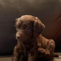 Boykin Spaniels from South Paw Boykin Spaniels