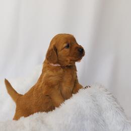 Golden Retriever Puppies from Golden Wiggle Retrievers