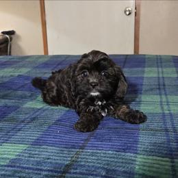 Girl 1 - Black and tan female Cavapoo puppy in Copan, Oklahoma from Tatums cavapoos