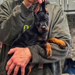 Laney - Black and rust female Doberman Pinscher puppy in China Township, Michigan from Snell's Superior Kennel Dobermann & GSP