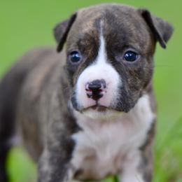 Girl 1 - Brown brindle female American Staffordshire Terrier puppy in St. Augustine, Florida from LBK & Ancient City