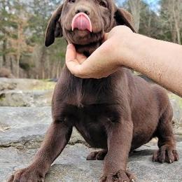 Labrador Retriever Puppies from Buffalo Valley Breeders