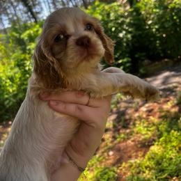 Male 1 - Buff and white male Cocker Spaniel puppy in Clinton, Tennessee from High Hopes Hounds