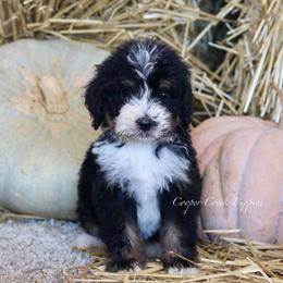 Kay - Tri-color female Bernedoodle puppy in Lowry City, Missouri from Cooper Creek Puppies