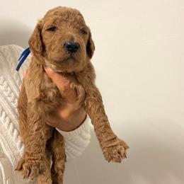 Max - Red  male Goldendoodle puppy in Naples, Florida from Goldendoodles Of Naples,INC