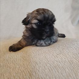 Leo - Brindle male Shih Tzu puppy in Shunk, Pennsylvania from Shaggy Shih Tzu