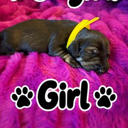 Dachshund Puppies from Dirksen Doxies