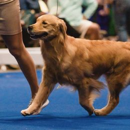 Golden Retrievers from Westbound Goldens