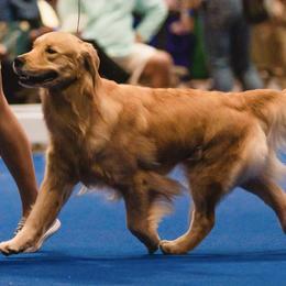 Golden Retrievers from Westbound Goldens