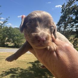 Boy 2 - Fawn (isabella) and tan male Dachshund puppy in Bentonville, Arkansas from Boujee Buns Dachshunds