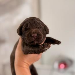 Flint - Chocolate male Goldendoodle puppy in Cold Spring, Minnesota from A.N.A. Doodles