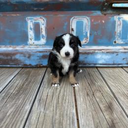Boy 2 - Black tri male Miniature Australian Shepherd puppy in Ellsworth, Kansas from Flying H Mini Aussies