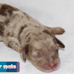 Binx - Dapple male Dachshund puppy in Powderly, Texas from Kuttin’ Up Mini Aussies