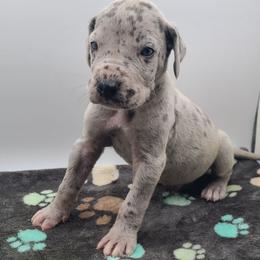 Atlas Blue Merle - Merle male Great Dane puppy in Kannapolis, North Carolina from Carolina Great Danes & Toy Poodles