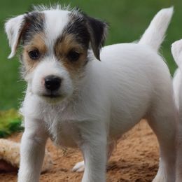 Roscoe - Tri-colored male Parson Russell Terrier puppy in Menifee, California from Wendover Terriers