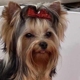 Yorkshire Terriers from Granny's yorkshire Terrier Modesto California