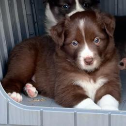 Samuel - Chocolate male Border Collie puppy in Hartsville, South Carolina from Wiggles 4 Life
